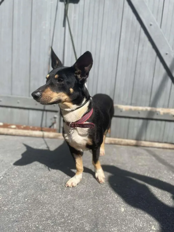 Cachorro ra a SRD-ViraLata idade 2 anos nome BENJAMIN