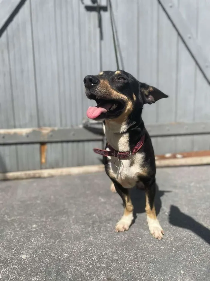 Cachorro ra a SRD-ViraLata idade 2 anos nome BENJAMIN