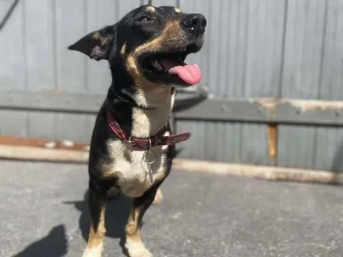 Cachorro ra a SRD-ViraLata idade 2 anos nome BENJAMIN
