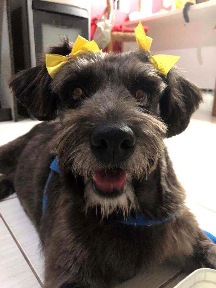 Cachorro ra a SRD idade 6 ou mais anos nome Ludimilla