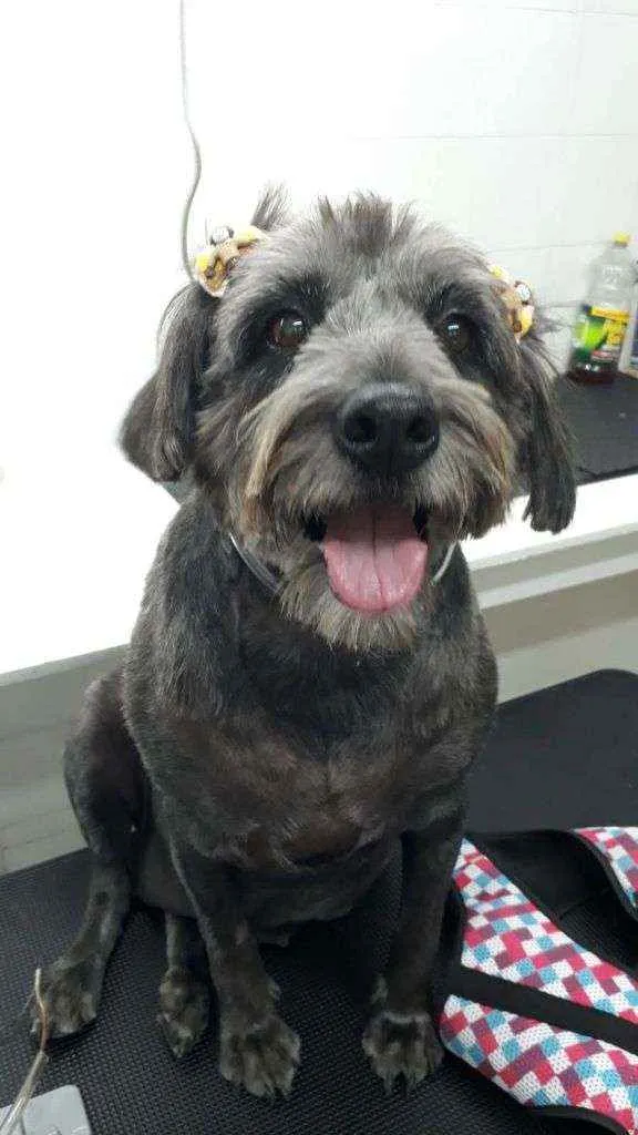 Cachorro ra a SRD idade 6 ou mais anos nome Ludimilla