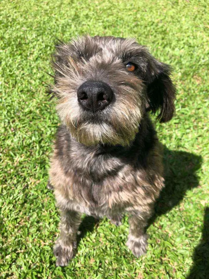 Cachorro ra a SRD idade 6 ou mais anos nome Ludimilla