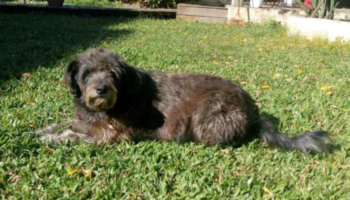 Cachorro ra a SRD idade 6 ou mais anos nome Ludimilla