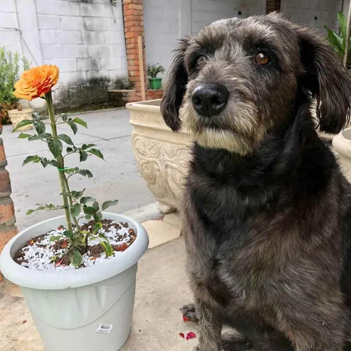 Cachorro ra a SRD idade 6 ou mais anos nome Ludimilla