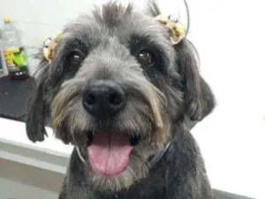 Cachorro raça SRD idade 6 ou mais anos nome Ludimilla