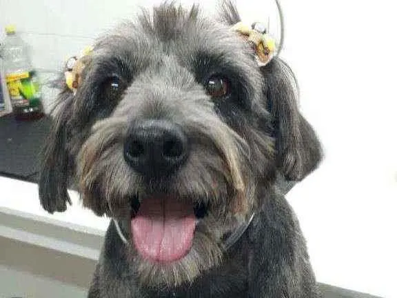 Cachorro ra a SRD idade 6 ou mais anos nome Ludimilla