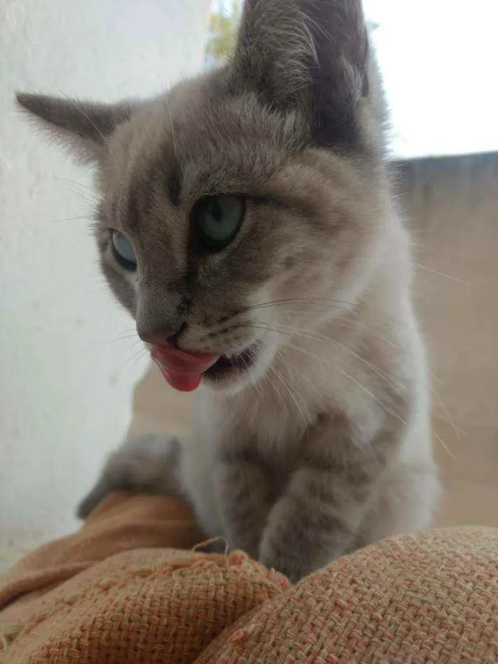 Gato ra a Indefinido idade 2 a 6 meses nome Sem nome