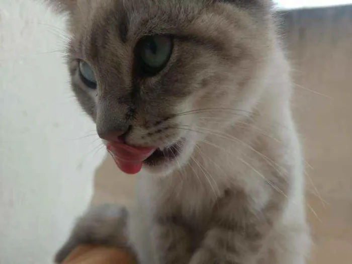 Gato ra a Indefinido idade 2 a 6 meses nome Sem nome