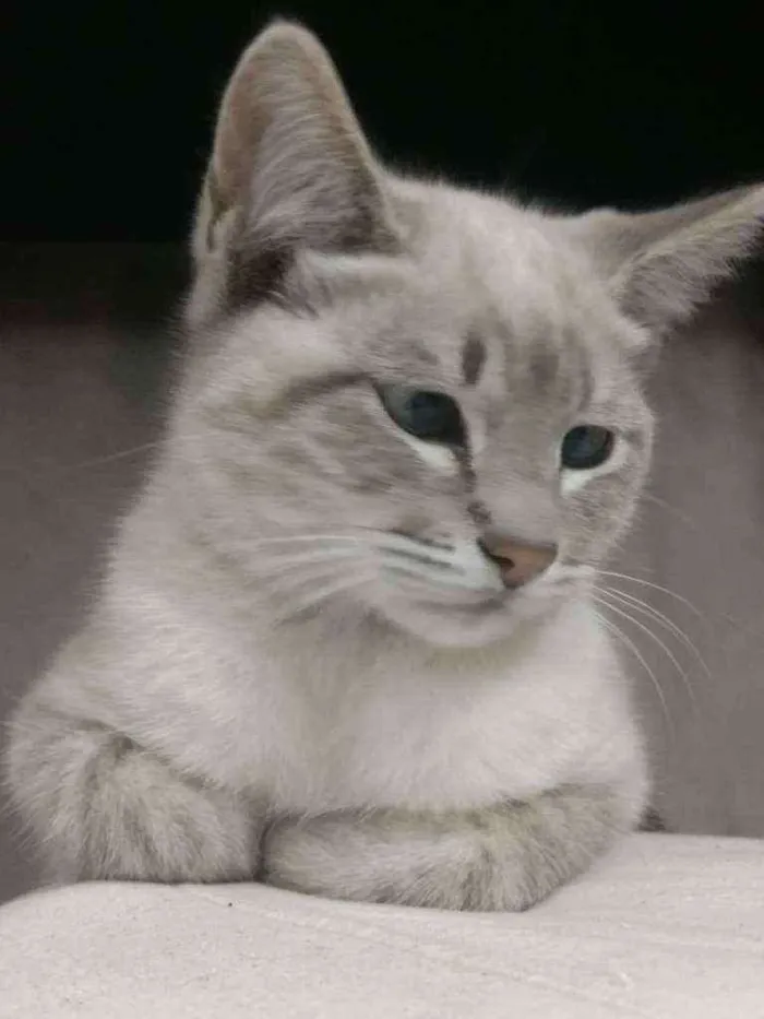 Gato ra a Indefinido idade 2 a 6 meses nome Sem nome