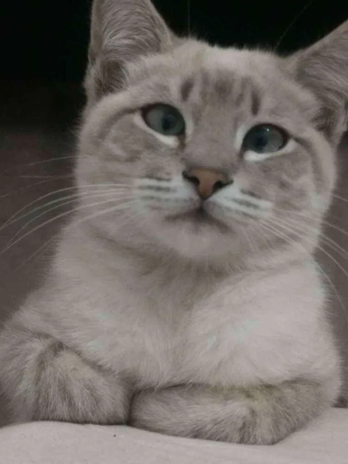 Gato ra a Indefinido idade 2 a 6 meses nome Sem nome