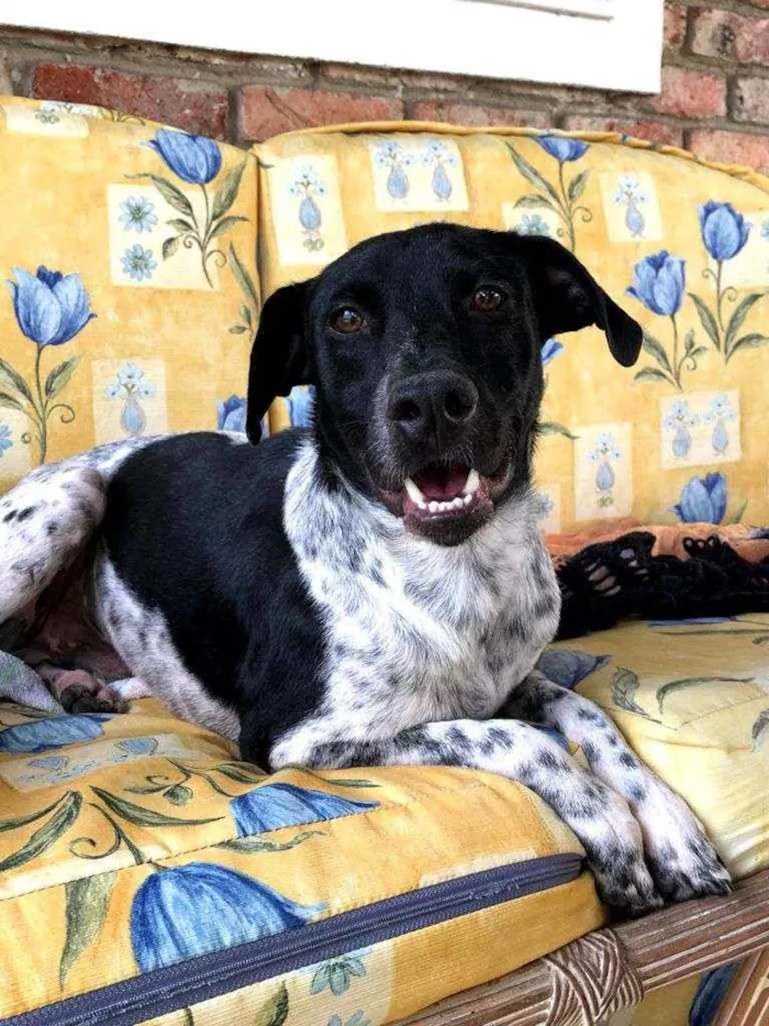 Cachorro ra a SRD idade 2 anos nome Beethoven
