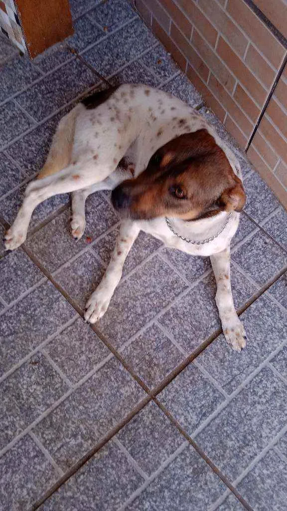 Cachorro ra a Viralata idade 2 anos nome Fuba