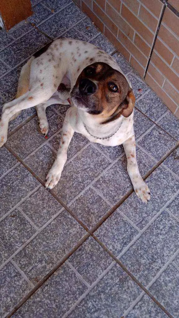 Cachorro ra a Viralata idade 2 anos nome Fuba