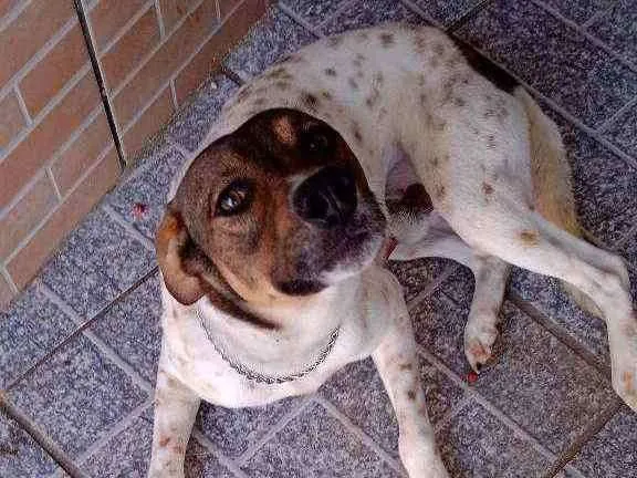 Cachorro ra a Viralata idade 2 anos nome Fuba