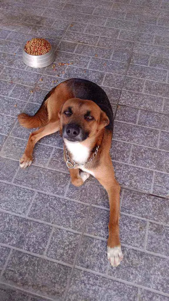 Cachorro ra a Viralata idade 3 anos nome Bidu