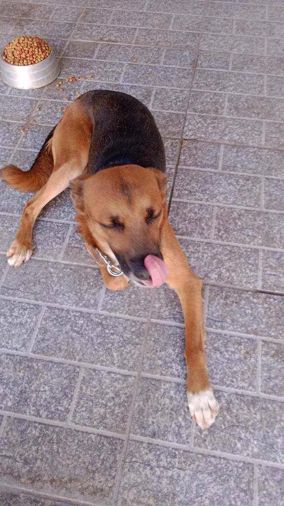 Cachorro ra a Viralata idade 3 anos nome Bidu