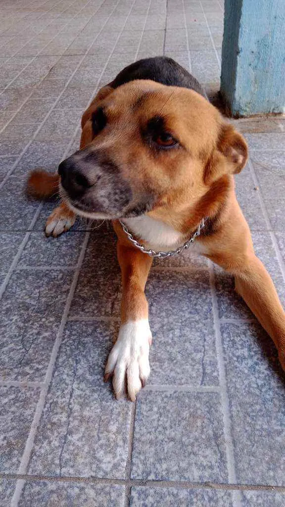 Cachorro ra a Viralata idade 3 anos nome Bidu