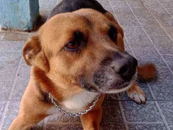 Cachorro ra a Viralata idade 3 anos nome Bidu