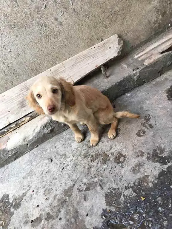 Cachorro ra a SEM RAÇA DEFINIDA  idade 7 a 11 meses nome NINA