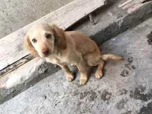Cachorro raça SEM RAÇA DEFINIDA  idade 7 a 11 meses nome NINA