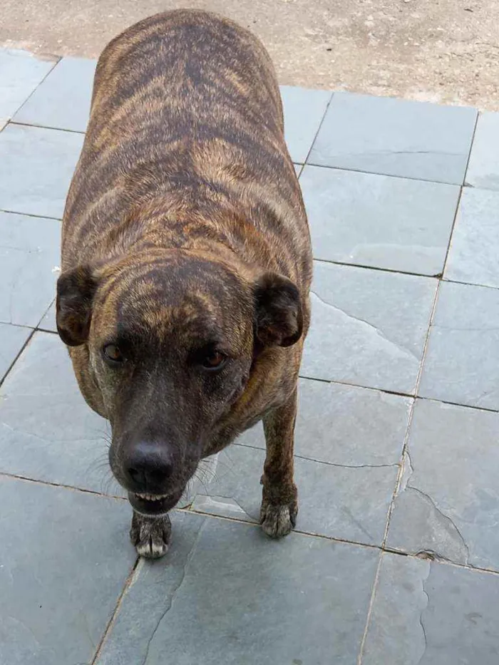 Cachorro ra a Mista idade 5 anos nome Josh