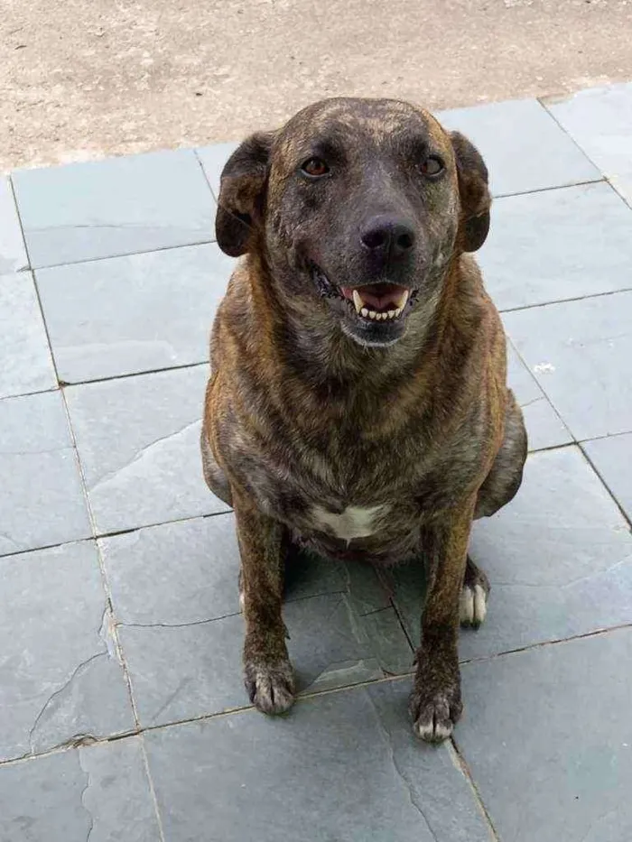 Cachorro ra a Mista idade 5 anos nome Josh