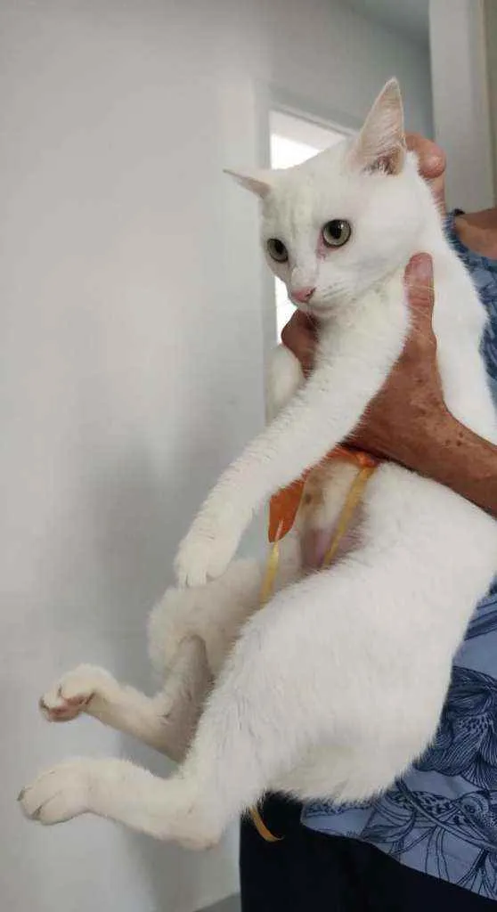 Gato raça Srd idade 7 a 11 meses nome Jadhe