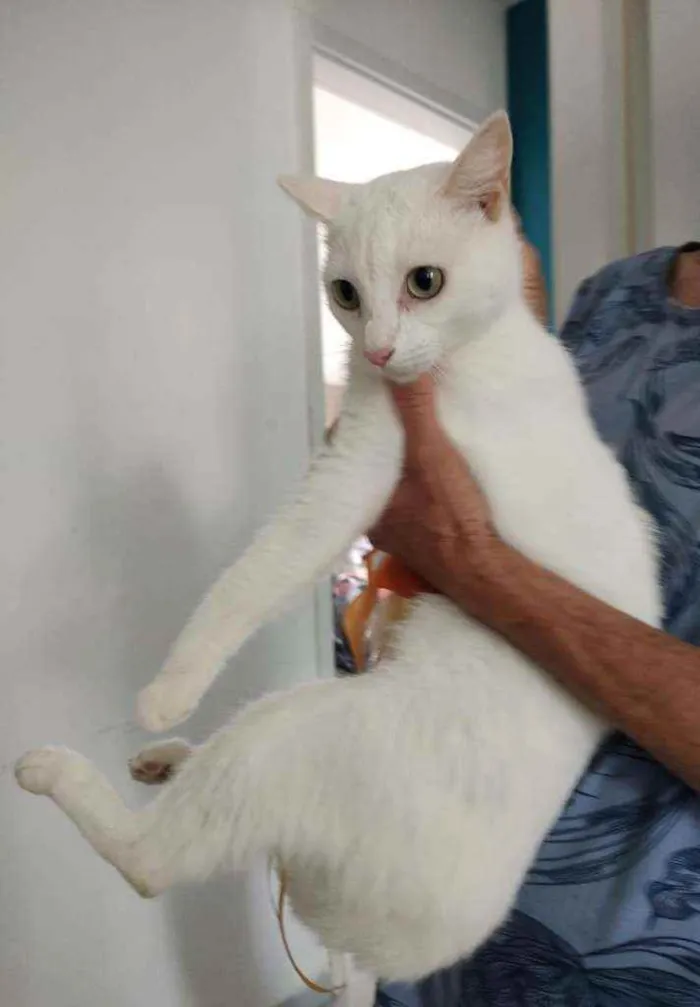 Gato raça Srd idade 7 a 11 meses nome Jadhe