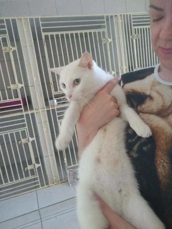 Gato raça Srd idade 7 a 11 meses nome Jadhe