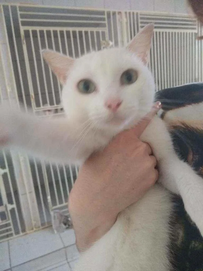 Gato raça Srd idade 7 a 11 meses nome Jadhe