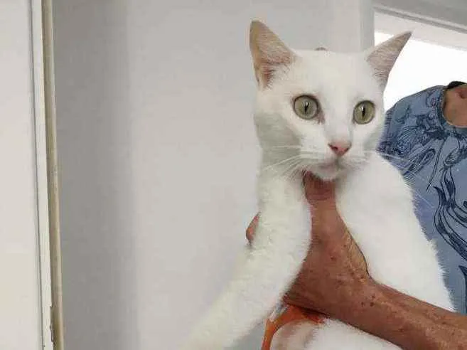 Gato raça Srd idade 7 a 11 meses nome Jadhe