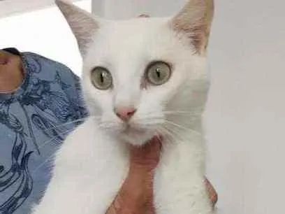 Gato raça Srd idade 7 a 11 meses nome Jadhe