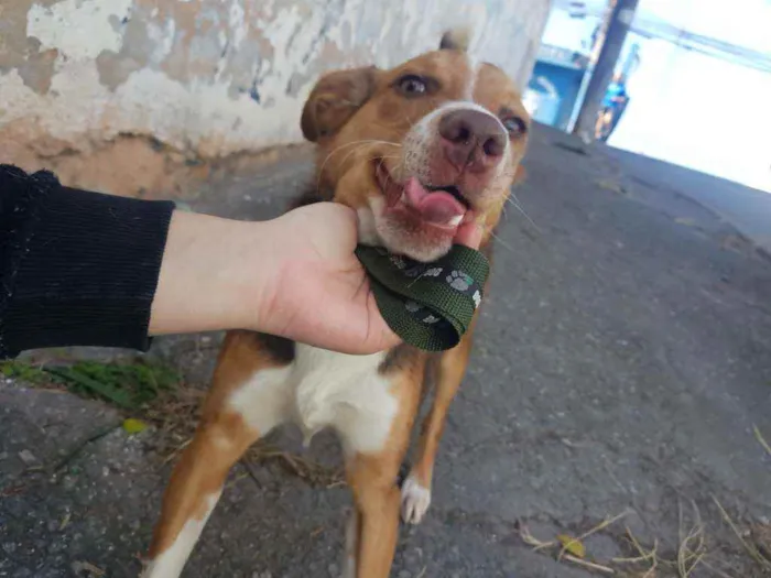 Cachorro ra a Não identificada idade 7 a 11 meses nome Rodnei