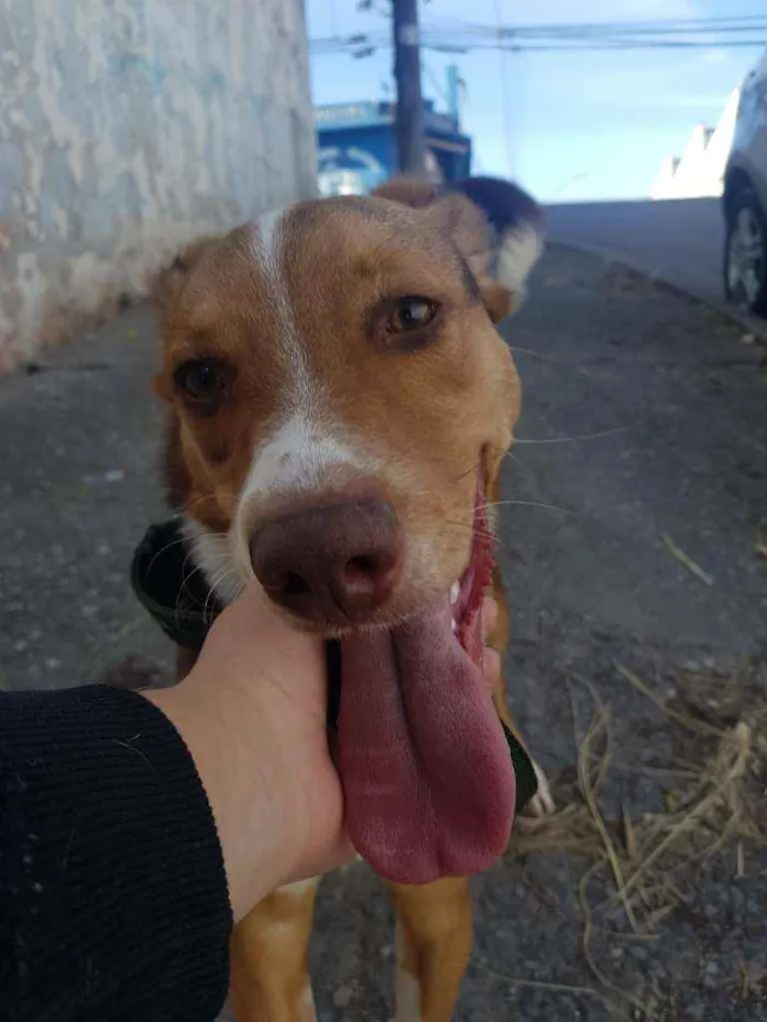 Cachorro ra a Não identificada idade 7 a 11 meses nome Rodnei