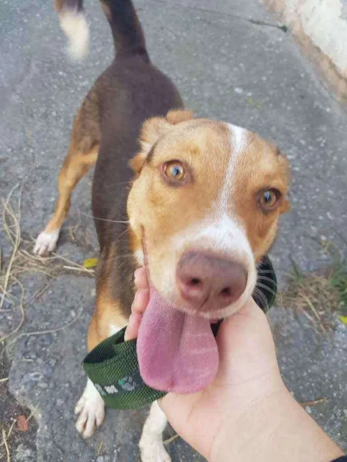Cachorro ra a Não identificada idade 7 a 11 meses nome Rodnei
