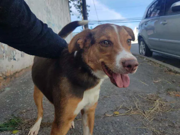 Cachorro ra a Não identificada idade 7 a 11 meses nome Rodnei