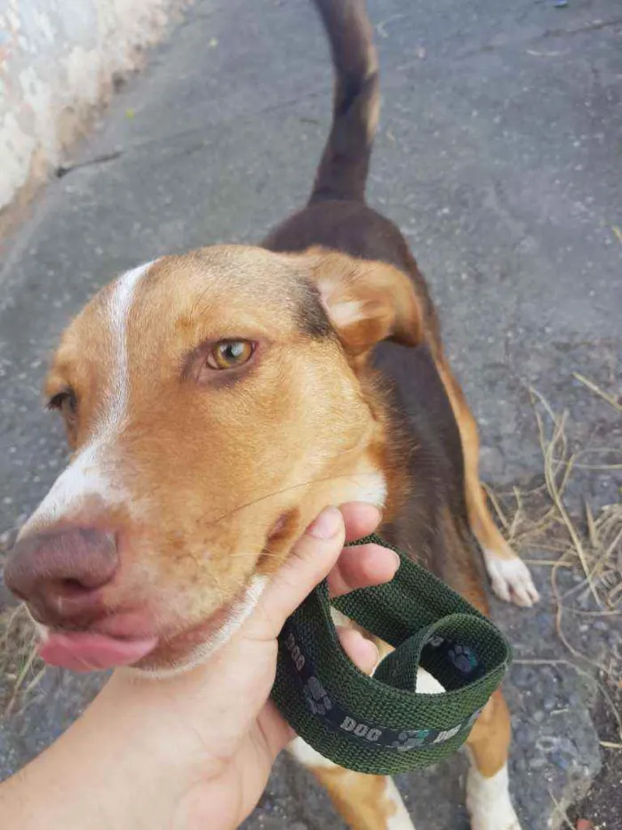 Cachorro ra a Não identificada idade 7 a 11 meses nome Rodnei