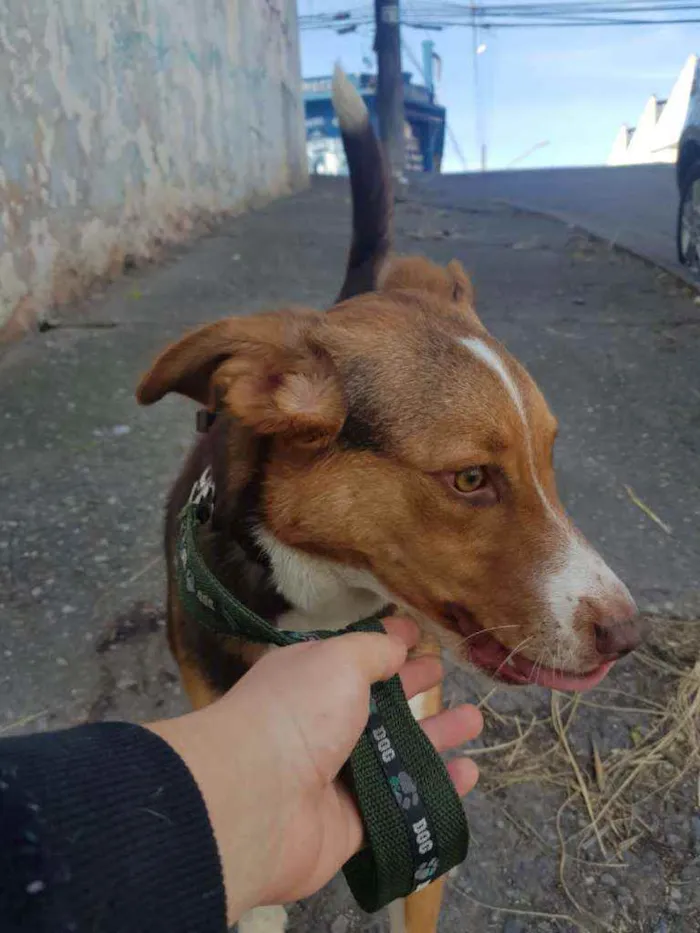 Cachorro ra a Não identificada idade 7 a 11 meses nome Rodnei