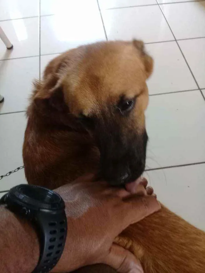 Cachorro raça Vira lata idade 1 ano nome Scooby Doo