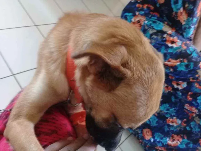 Cachorro raça Vira lata idade 1 ano nome Scooby Doo