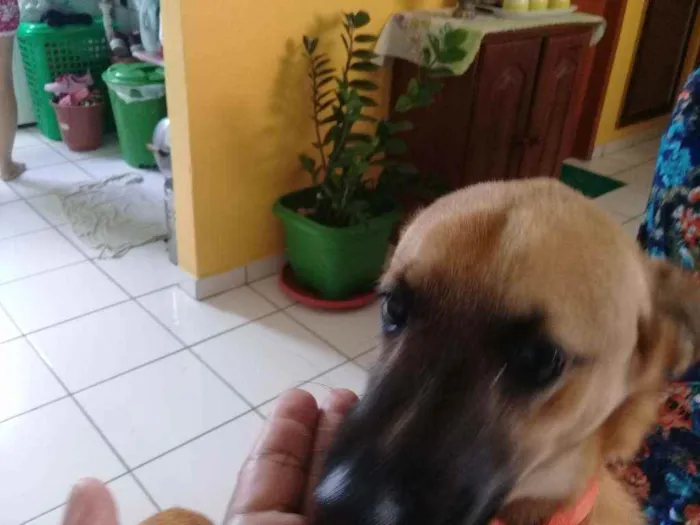 Cachorro raça Vira lata idade 1 ano nome Scooby Doo