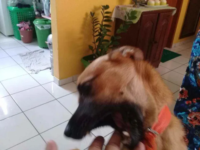Cachorro raça Vira lata idade 1 ano nome Scooby Doo