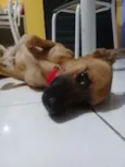 Scooby Doo