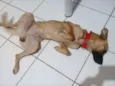 Scooby Doo