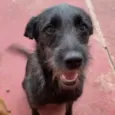Laika