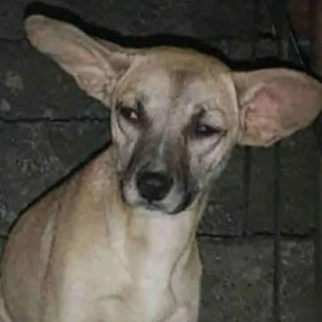 Cachorro ra a SRD idade 7 a 11 meses nome Kiara