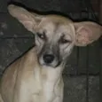 Kiara