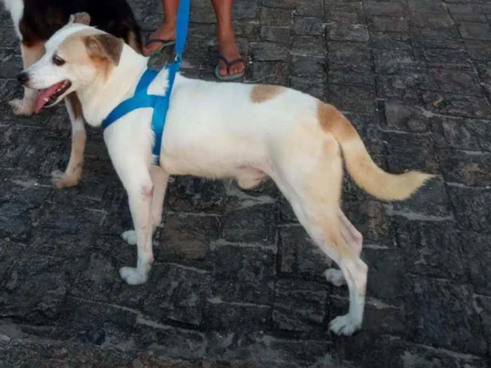 Cachorro ra a Indefinida idade 6 ou mais anos nome Alemão