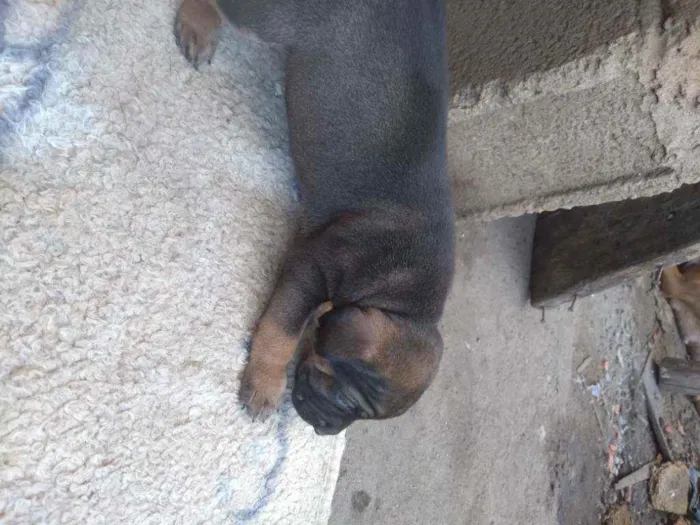 Cachorro ra a Desconhecida idade Abaixo de 2 meses nome Sem nome