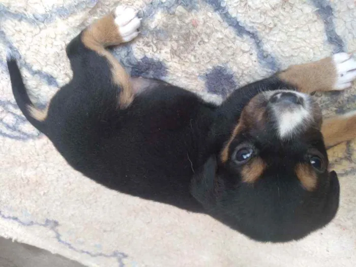 Cachorro ra a Desconhecida idade Abaixo de 2 meses nome Sem nome
